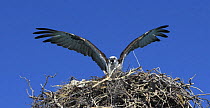 Osprey (Pandion haliaetus) on nest with wings spread, Exuma, Bahamas.