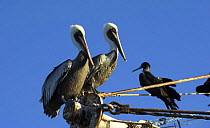 Brown-pelicans (Pelecanus occidentalis) sitting on poles of a fishing boat in Caleta Lobos, Mexico.