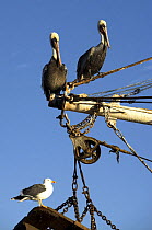 Brown-pelicans (Pelecanus occidentalis) and a gull (Larinae) sitting on a fishing boat, Caleta Lobos, Mexico.