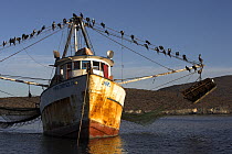 Birds resting on the lines of a rusty anchored fishing boat, Caleta Lobos, Mexico.