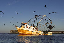 Birds resting on the lines of a rusty anchored fishing boat and flying overhead, Caleta Lobos, Mexico.