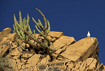 White sea bird perched on a cliff in Isla Gallo, Mexico.