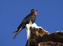 Frigate bird (Fregata magnificens) perched high up on a cliff in Isla Gallo, Mexico.