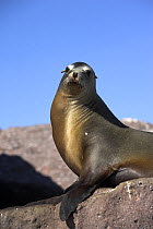 A seal posing on the rocks in Los Islotes, Mexico.