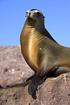 A seal posing on the rocks, Los Islotes, Mexico.
