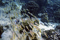 Fish under the pearl farm on the reef in Tahaa French Polynesia, 2006.