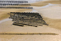 Rows of mussel beds exposed at low tide on Fresnay Bay, Brittany, France.