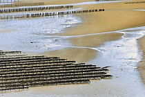Rows of mussel beds (Mytillus genus) exposed at low tide on Fresnay Bay, Brittany, France.