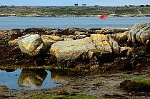 Lone sailing boat with red sails on Clifden Bay on the coast of Connemara, County Galway, Ireland.  ^^^A popular area of the coast for many activities, it has over 5,000 years of living history.