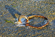 Rusty mooring ring at low tide in Locmariaquer harbours, Morbihan, Brittany.