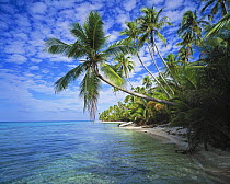 Palm tree lined beach with a tender on the shore, Rangiroa, French Polynesia.
