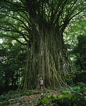 Man standing in front of a large Banyan tree (Ficus bengalensis), Marquesas Islands, French Polynesia.