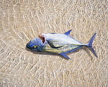 Jack (Carangidae), prepared ready for cooking, lying in shallow water, Rangiroa, French Polynesia.