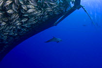 Divers and Pacific bottlenose dolphin (Tursiops gilli) beside Almaco jacks (Seriola rivoliana) in pen at fish farm off The Big Island, Hawaii. Model released.
