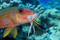 Yellowfin goatfish (Mulloidichthys vanicolensis) and an endemic Hawaiian cleaner wrasse (Labroides phthirophagus) taking a close look in its mouth, Hawaii.