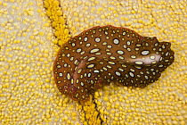Hawaiian spotted flatworm (Pseudobiceros sp.), endemic to Hawaii, on a Large pincushion starfish (Culcita novaeguineae).