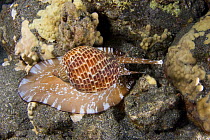 Partridge tun shell (Tonna perdix) moving on reef at night, Hawaii.
