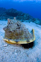 Horned helmet shell (Cassis cornuta), capturing a sea urchin to feed on, Hawaii.