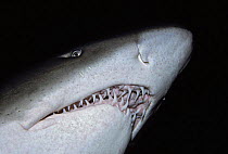 Close up of Sand tiger shark (Carcharias / Eugomphodus taurus), Australia.