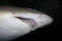 Close-up of Sand tiger shark (Carcharias / Eugomphodus taurus), Australia.
