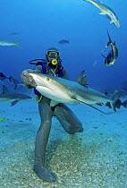 Diver in full chain mail suit, hand feeding Caribbean reef sharks (Carcharhinus perezi) off Freeport, Bahamas. Model released.