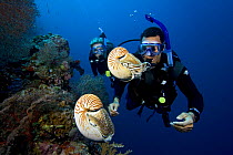 Chambered nautilus (Nautilus belauensis) and divers, Palau, Micronesia. Model released.