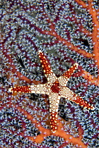 Necklace seastar (Fromia monilis) on gorgonian coral, Indonesia.