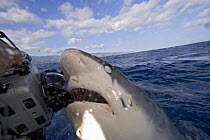 Galapagos shark (Carcharhinus galapagensis), with head out of the water biting photographer's camera housing, Hawaii.