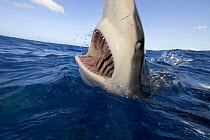 Galapagos shark (Carcharhinus galapagensis) with mouth open at surface, Hawaii.