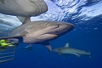 Galapagos sharks (Carcharhinus galapagensis) and diver in cage, Hawaii.