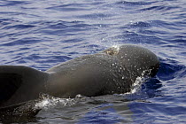 Short-finned pilot whale (Globicephala macrorhynchus) exhaling through blowhole at surface, Hawaii.