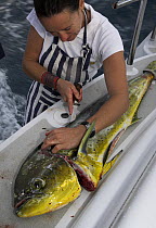 Cook preparing a dolphin fish on the stern of a sailboat, Dominican Republic, Caribbean. Model and Property Released.