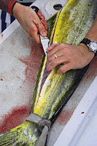 Cook preparing a dolphinfish on the stern of a sailboat, Dominican Republic, Caribbean.