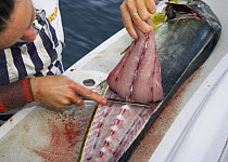Cook filleting a dolphinfish on the stern of a sailboat, Dominican Republic, Caribbean.