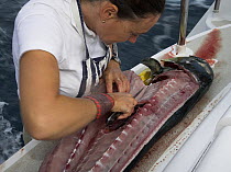 Cook filleting a dolphinfish on the stern of a sailboat, Dominican Republic, Caribbean. Model and Property Released.