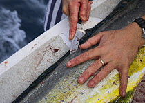 Cook preparing a dolphin fish on the stern of a sailboat, Dominican Republic, Caribbean.