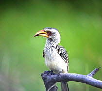Southern yellow-billed hornbill (Tockus leucomelas) perched on tree branch, Motswari private game reserve, northern South Africa.