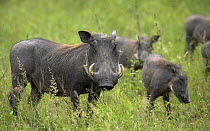Family of warthogs (Phacochoerus africanus), Motswari private game reserve, northern South Africa.