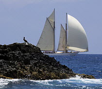 A sea bird resting on a rock while a yacht racing in the St. Barths Bucket Regatta passes behind, St Barthelemy, Caribbean.