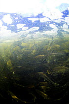River herring: alewives (Alosa pseudoharengus) and blueback herring (Alosa aestivalis), running up the Pawcatuck River, through the shallow waters of the Potter Fish Hill Ladder, Ashaway, Rhode Island...