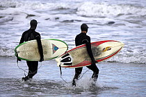 Surfers in wetsuits wading out through the surf into the cold waters of Middletown, Rhode Island, USA.