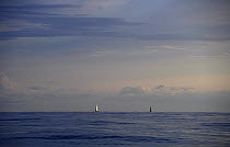 Two sailboats on the horizon line in the middle of the Atlantic Ocean, during the 2006 Newport to Bermuda race.