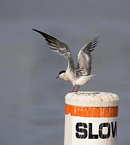 Tern standing on a 'slow' signpost with wings stretched.