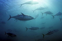 Southern bluefin tuna (Thunnus maccoyii) circling in holding pen, Port Lincoln, South Australia.