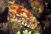 Geography cone shell (Conus geographus), Australia.