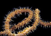 Whip coral dwarf goby (Bryaninops youngei), at night on feeding Black / Whip / Wire coral (Cirrhipathes anguina), Hawaii.