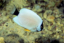 White and black masked angelfish (Genicanthus personatus), Hawaii.