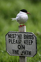 Arctic tern (Sterna paradisaea) perching on sign: "Nesting birds; Please keep on the footpath". Farne Islands, Northumberland, England, UK.