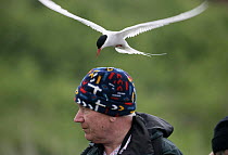 Arctic tern (Sterna paradisaea) attacking a visitor to the Farne Islands, Northumberland, England, UK.