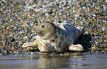 Common seal (Phoca vitulina) lying on a stony beach.